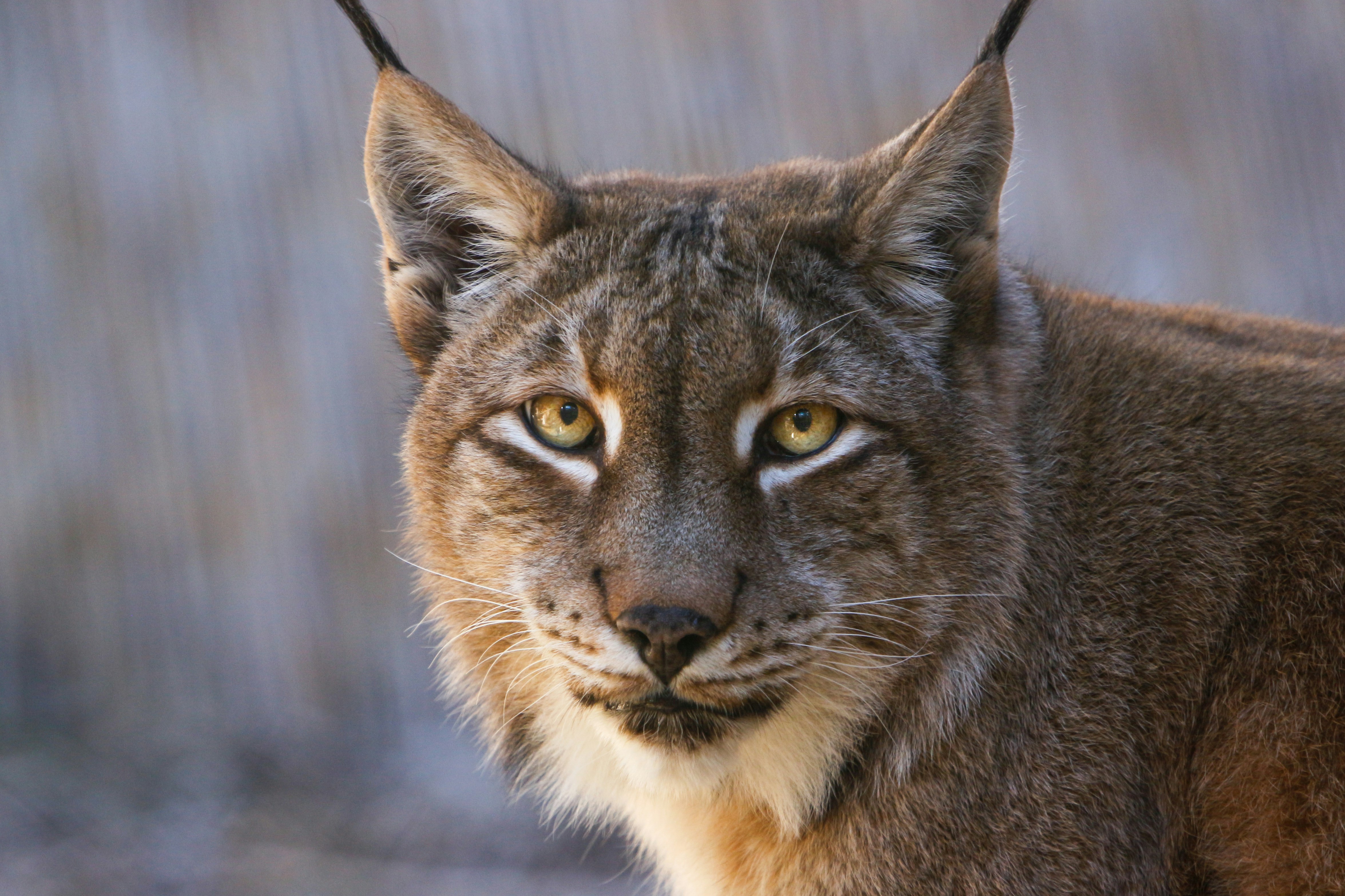 A Beautiful Kitten with an Sweet Cougar. C.S.